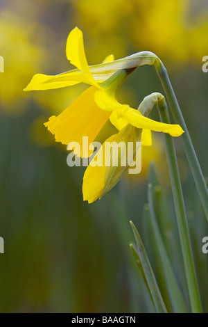 La molla a normanby hall country park north lincolnshire narcisi Foto Stock