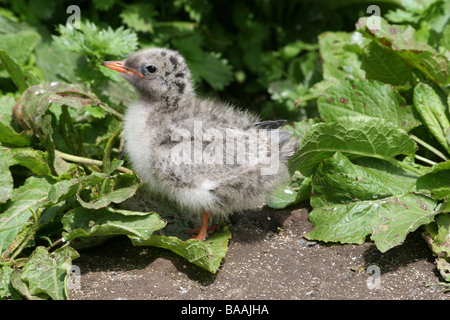 Arctic Tern Chick Sterna paradisaea sulle isole farne, Northumberland, England, Regno Unito Foto Stock