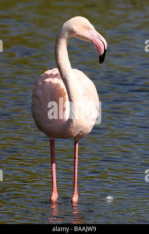 Ritratto di fenicottero rosa Phoenicopterus roseus in piedi in acqua a Martin mera WWT, LANCASHIRE REGNO UNITO Foto Stock