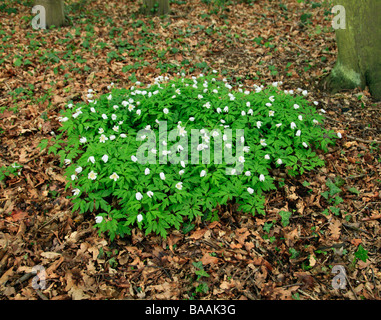 Legno Anemone nemorosa ,. Norsey legno, Billericay, Essex, Inghilterra, Regno Unito. Foto Stock