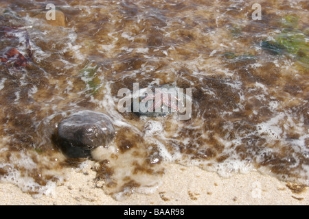 Starfish trovato su una spiaggia inquinati con alghe Foto Stock