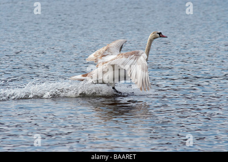 Colpo di flying swan - splashdown Foto Stock