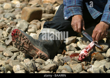 Una delle prime nazioni hunter mangia materie midollo di una gamba di Caribou Coffee Company sulle rive del fiume Porcupine nel vecchio Crow, Yukon Territory, Canada Foto Stock