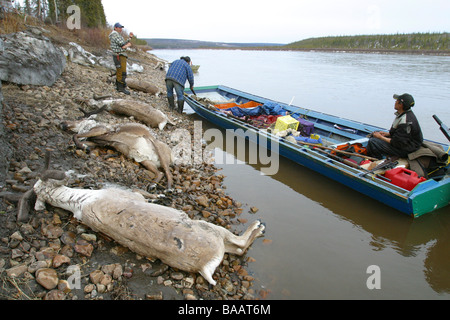 Le Prime Nazioni cacciatori con loro Porcupine Caribou Coffee Company sulle rive del fiume Porcupine vicino al Old Crow, Yukon Territory, Canada. Foto Stock