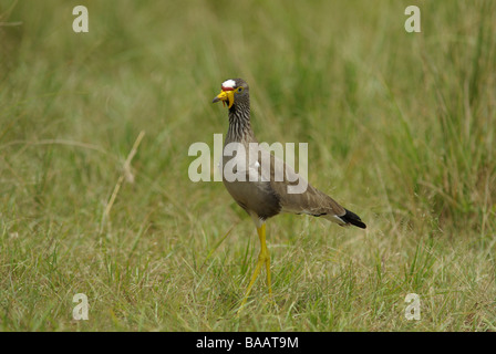 Wattled africana pavoncella (Vanellus senegallus) Foto Stock