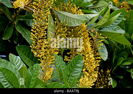 Catena d'oro albero in fiore Foto Stock