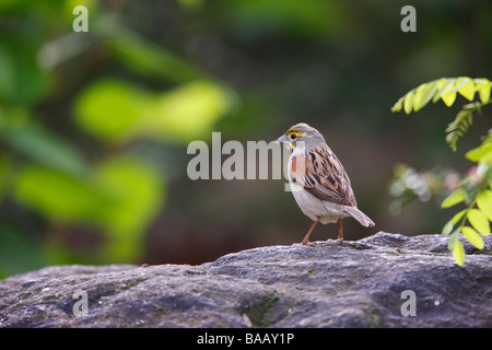 Dickcissel Spiza americana maschio adulto in allevamento un piumaggio molto rara e migrante in New York s Central Park seduto su una roccia Foto Stock