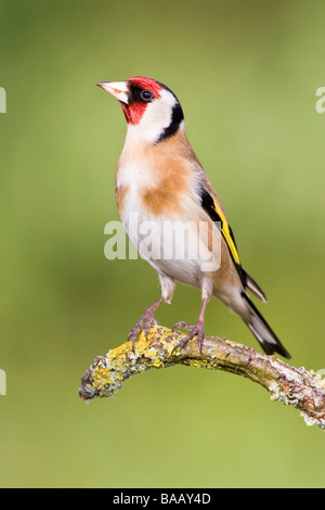 Europeo maschio Cardellino Carduelis carduelis su lichene ramo coperti Foto Stock