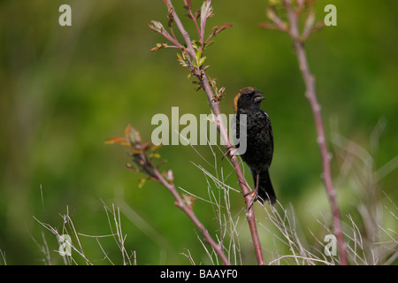 Bobolink Dolichonyx oryzivorus molla maschio migrante in cellule Molt all allevamento del piumaggio seduto su un rametto e canto Foto Stock