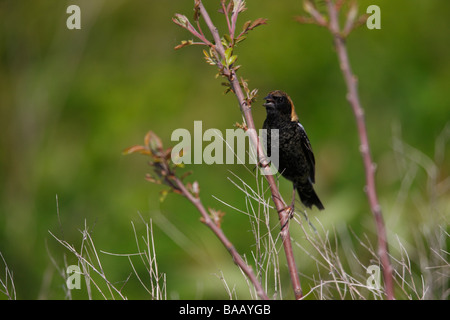 Bobolink Dolichonyx oryzivorus molla maschio migrante in cellule Molt all allevamento del piumaggio seduto su un rametto e canto Foto Stock