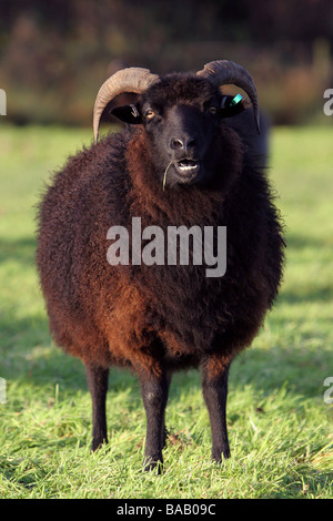 Delle ebridi pascolo di ovini Foto Stock