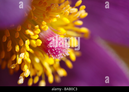 "Pasque flower (Pulsatilla vulgaris) Foto Stock
