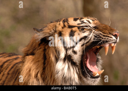 La tigre di Sumatra ringhiando Foto Stock