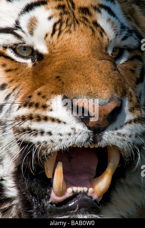 Tiger faccia close-up Foto Stock
