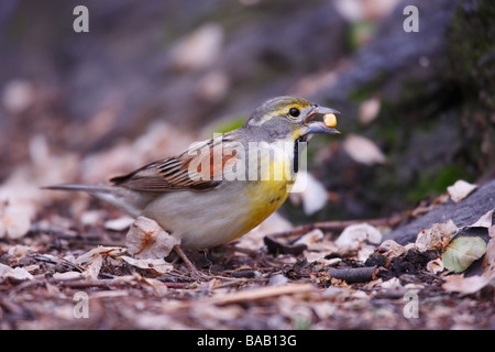 Dickcissel Spiza americana maschio adulto in allevamento un piumaggio molto rara e migrante in New York s Central Park seduto su una roccia Foto Stock