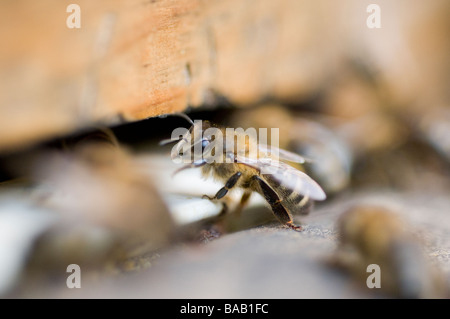 Vista dettagliata del miele api in un alveare ingresso Foto Stock