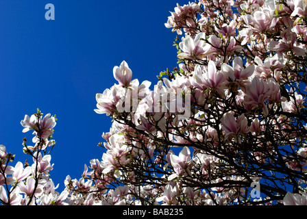 Albero di magnolia in fiore fioritura magnolia blue sky clouding over in primavera-estate fine stagione arrivando alla fine Foto Stock