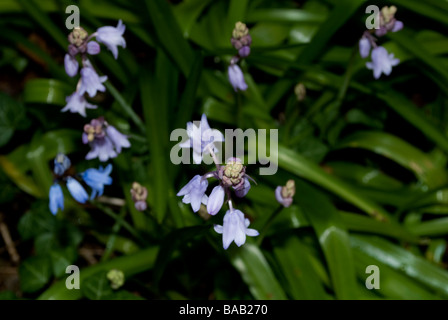 "Bluebell' 'bluebells' nei boschi della Foresta Foto Stock