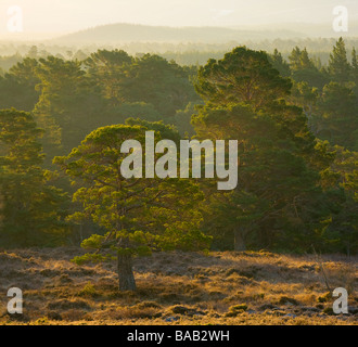 Scozia Highlands scozzesi Cairngorms National Park Mist rising all'alba sopra il Caledonian della foresta di Rothiemurchus estate Foto Stock