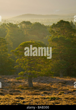 Scozia Highlands scozzesi Cairngorms National Park Mist rising all'alba sopra il Caledonian della foresta di Rothiemurchus estate Foto Stock