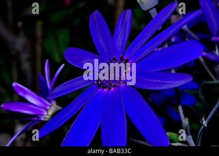 Blu fiore in fiore Osteospermum Foto Stock