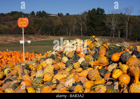 Vista del raccolto americano su un campo con squash Hocking Hills in Ohio Stati Uniti vita quotidiana vita rurale paesaggio agricolo raccolto nessuno ad alta risoluzione Foto Stock