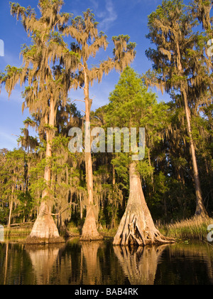 Cipresso calvo alberi drappeggiati con muschio Spagnolo lungo la riva del lago Louisa parco statale, Clermont, Florida Foto Stock