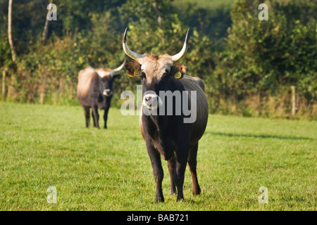 Bovini di Heck nel campo Foto Stock