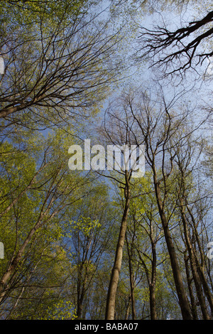 Foresta di faggio in primavera, visto guardando il cielo blu Foto Stock