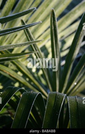 Trachycarpus fortunei / Chusan di foglie di palma con gelo la cattura di luce del sole di mattina Foto Stock