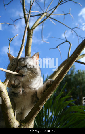 Cat in un albero, mordere su un ramoscello Foto Stock