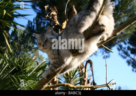 Grigio e bianco gatto in una struttura ad albero Foto Stock