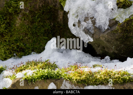 Moss che cresce su un muro di pietra in Swaledale Foto Stock