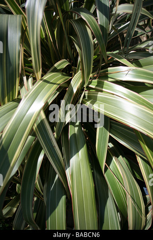 Phormium tenax / lino neozelandese, bordi rosa, fogliame a strappi Foto Stock