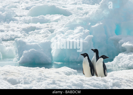 Tre 3 Adelie penguins Pygoscelis adeliae sul mare di ghiaccio pack Isola Paulet Penisola Antartica Antartide Foto Stock