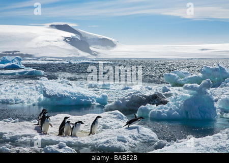 Adelie penguins Pygoscelis adeliae sul mare la banchisa immettendo acqua isola Paulet Penisola Antartica Antartide Foto Stock
