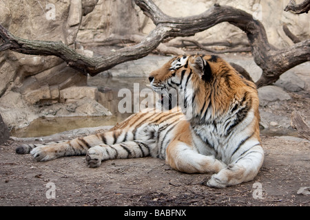 La tigre indocinese rilassante Foto Stock