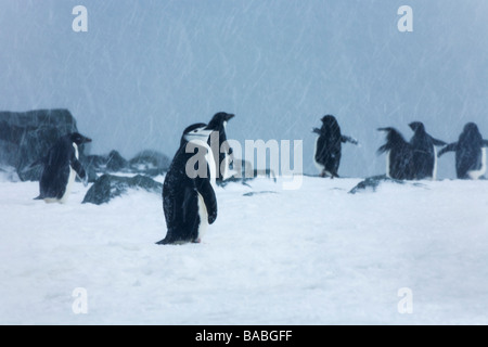 E Chinstrap Adelie pinguini antartide Pygoscelis adeliae e nella tempesta di neve a sud delle Isole Orkney Antartide Foto Stock