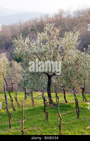 Alberi di olivo in primavera un tipico di oliva umbro grove Foto Stock