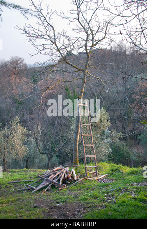 Alberi di olivo in primavera un tipico di oliva umbro grove Foto Stock