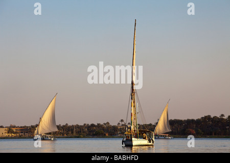 Barche a vela (feluche) sul Nilo al Cairo, Egitto Foto Stock