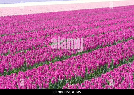 Giacinto, campi di fiori, area Lisse, Paesi Bassi Foto Stock