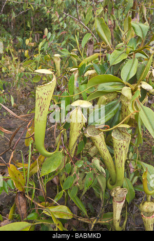 Pianta brocca Nepenthes stenophylla Kinabalu Parco Nat Sabah Borneo Malese Foto Stock