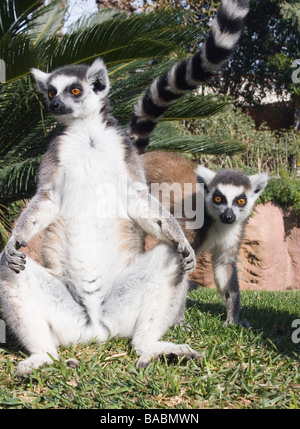 L'anello Tailed lemuri dal Madagascar in Zoo Fuengirola Fuengirola Provincia di Malaga Costa del Sol Spagna Foto Stock