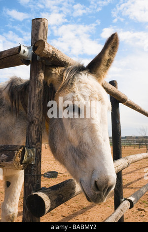 Donkey guardando attraverso la recinzione in legno in El Refugio del Burrito Fuente de Piedra Malaga Spagna Foto Stock