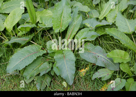 Di latifoglie, Dock Bitter Dock o dock Bluntleaf, Rumex obtusifolius, Poligonacee Foto Stock
