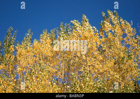 Stand di alberi di giallo e di greeen foglie contro il cielo blu Foto Stock