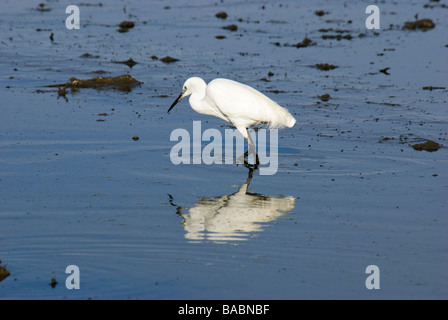 Garzetta Egretta garzetta alimentando in acqua Foto Stock