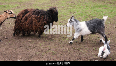 Monaco Park zoo fattoria tipo attrazioni vicino Thirsk Yorkshire - giovane capra e madre faccia fino a una posizione dominante di ovini Foto Stock