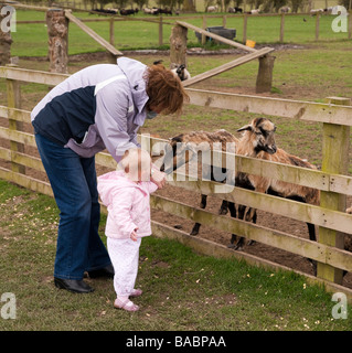 Monaco Park zoo fattoria tipo attrazioni vicino Thirsk Yorkshire capre di alimentazione Foto Stock